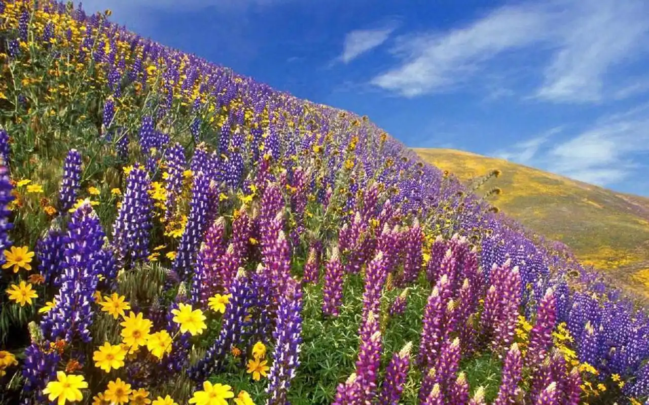 唯美花海自然风光图片桌面壁纸-风景壁纸-手机壁纸下载-美桌网