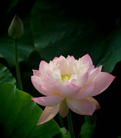 花花世界3(荷花篇) - 美篇