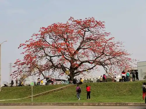 尖东半岛花园的木棉树 - 美篇