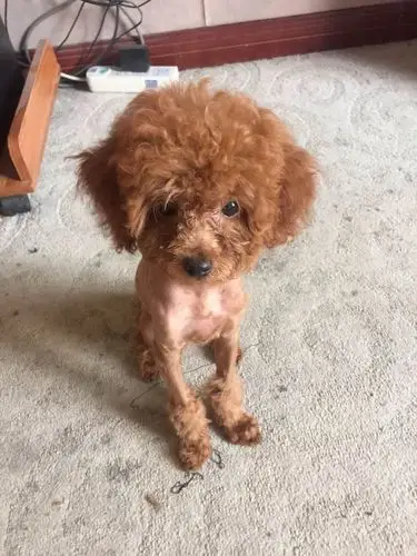 我家泰迪现在三个月,前几天刚给剃的毛,没剃毛之前好好的,毛一剃它