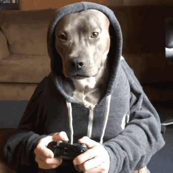 萌宠gif哥哥gif被玩坏gif打游戏gif