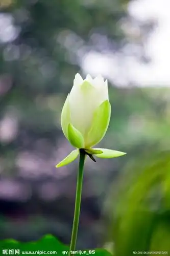 白莲花背景图片_白莲花图片手机壁纸_白莲花是什么意思_佛教白莲花