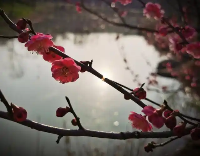 临水的梅花,与水中夕阳同框,也很有味道.