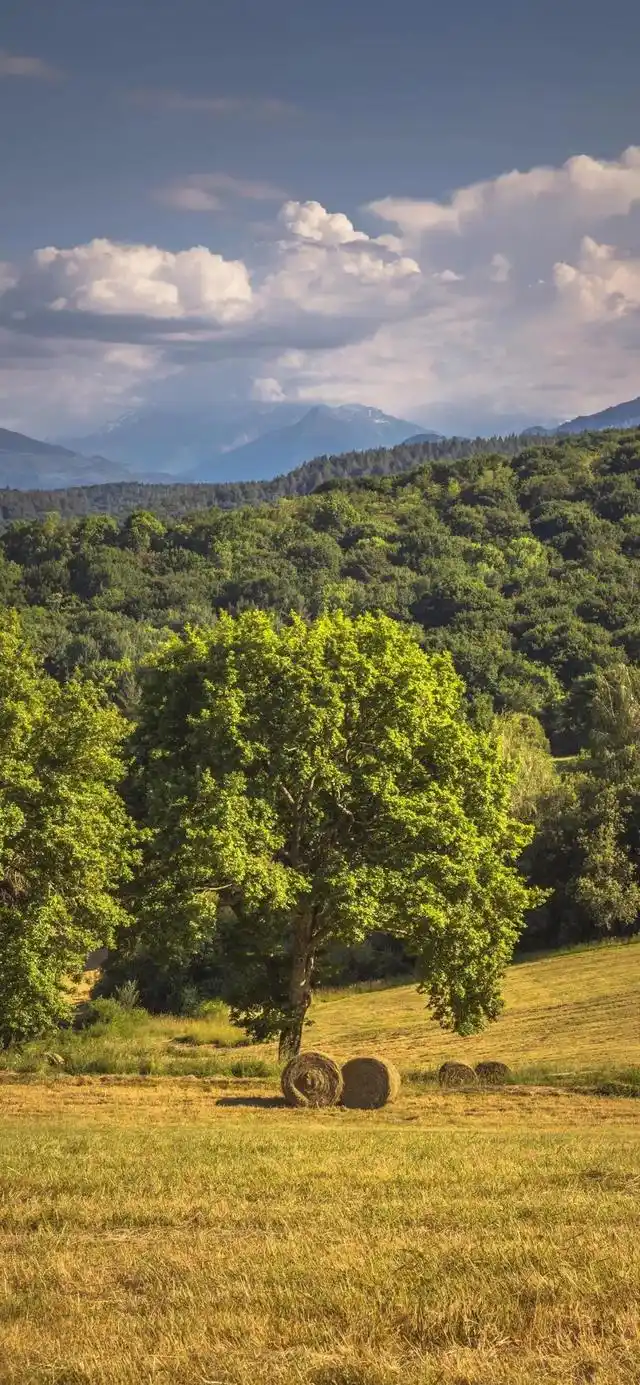 今日份壁纸丨人生可爱 生活明朗
