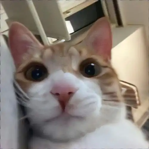 头像##可爱头像##猫咪##真人情头##情侣头像##不明显情头##卡通情头