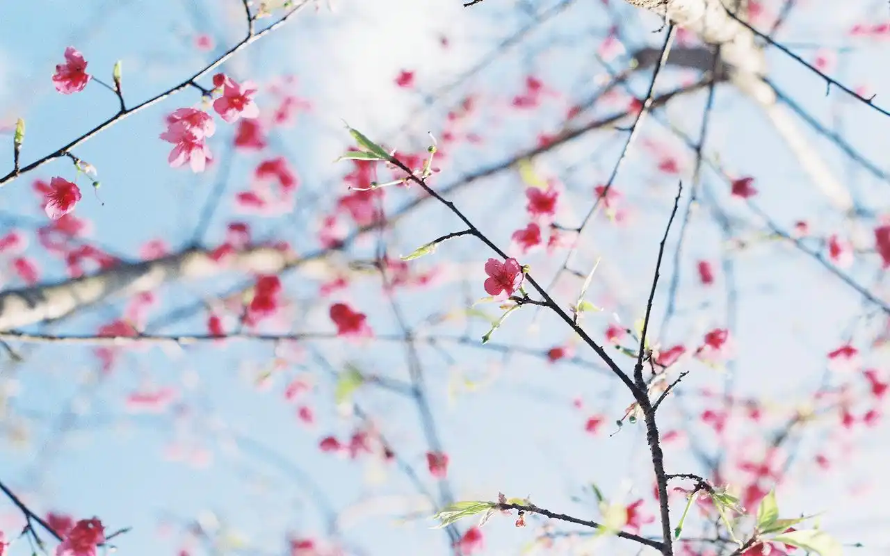 春季小清新植物风景图片桌面壁纸