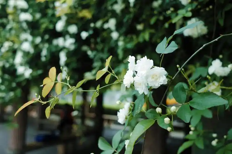 七里香花图片(七里香花图片 盆景)