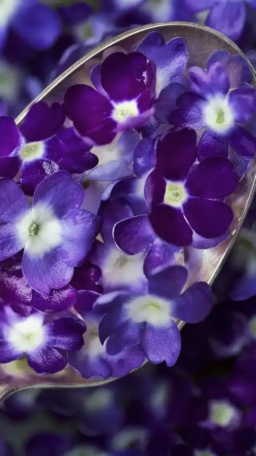 勺子,蓝紫色的花朵,花瓣 iphone 壁纸