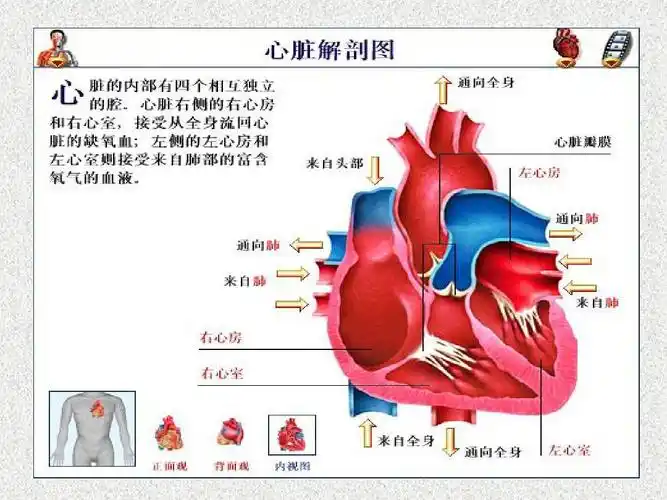 人体十大系统ppt