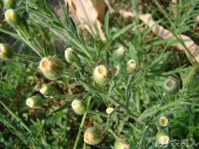 小飞蓬一年蓬苏门白酒草香丝草区别高清图
