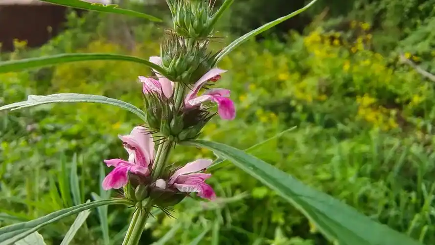 吉安随拍花花草草之益母草