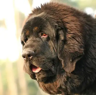 供应 纯种 纯血藏獒低价批发 极品宠物狗 品种齐全