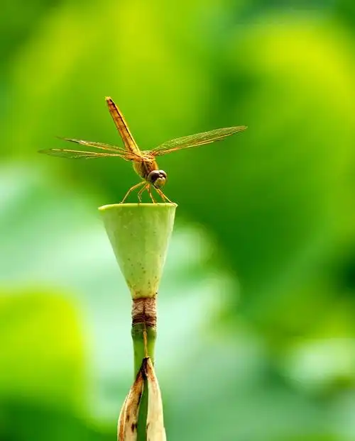 南乐荷花池中的蜻蜓