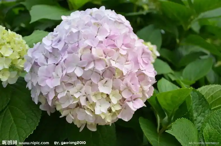 绣球花 - 堆糖,美图壁纸兴趣社区