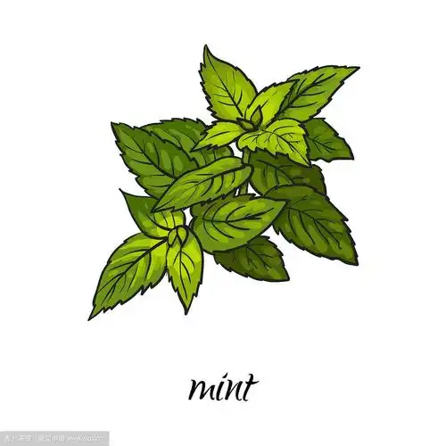 平面卡通素描手绘薄荷叶