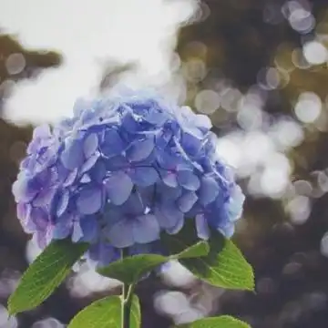 2020带好运的微信头像花朵 吉祥好运的微信风景头像大全