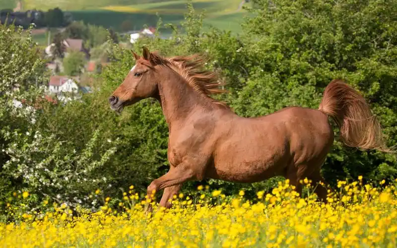 马跑棕色的鬃毛鲜花