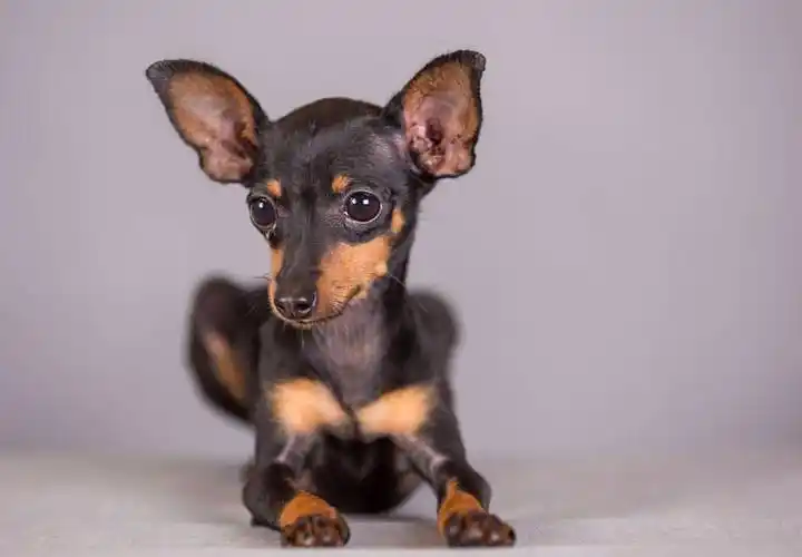 长不大的小型宠物犬种类及价格