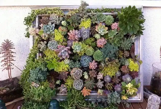 美爆了这可能是最全的多肉植物庭院景观让你心动不止一万次