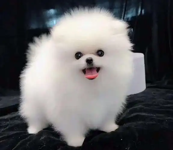 原创世界10大长得超可爱的狗狗柯基和吉娃娃均上榜你喜欢养吗