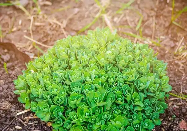 垂盆草什么味道?