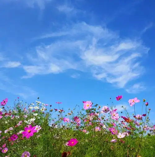 蓝天白云下盛开美丽的格桑花
