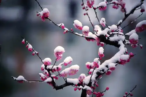 梅花香自苦寒来