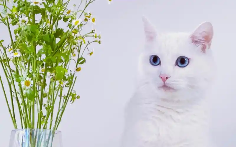 手机摄影|宅家用手机给可爱的小猫咪拍照片