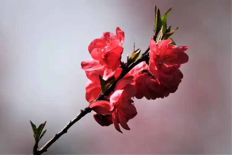 2020【2】人面桃花相映红