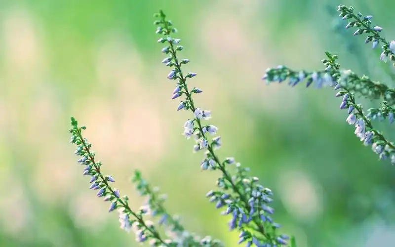 绿色护眼植物意境摄影高清原图查看 (7/8)