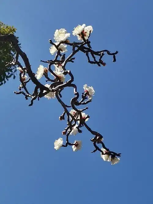 龙游梅是梅花中的珍品.