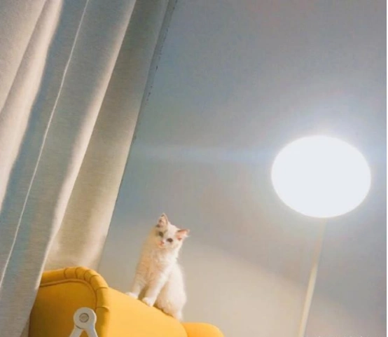 鞠婧祎晒出如今住的豪宅,内部装修奢华大气,进门感觉爱上了