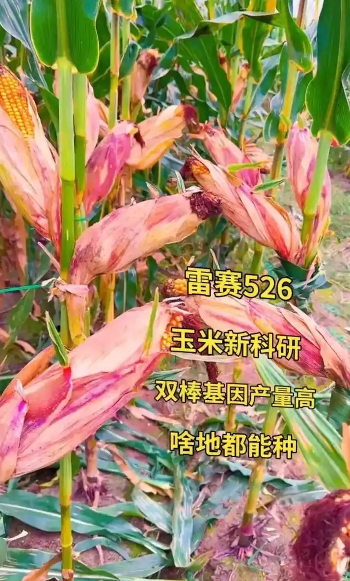 最新国审高产玉米种子 #紫根紫杆高产大棒 #增产增收才是硬 - 抖音