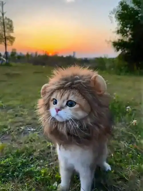 百兽之王,小狮子太可爱了