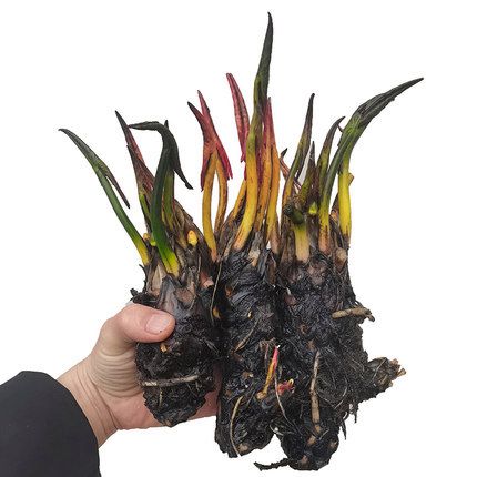 水生水池池塘花卉成活根茎包成活睡莲莲花大睡绿植