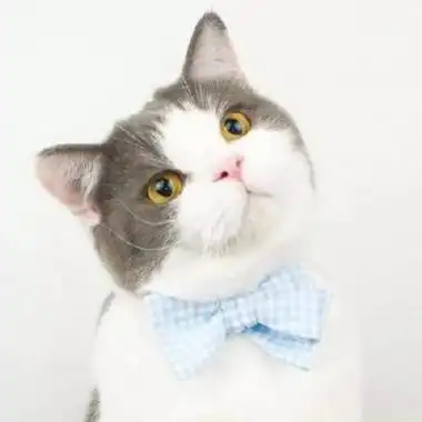 可爱猫咪图片萌萌哒头像全网最可爱的猫咪头像图片大全