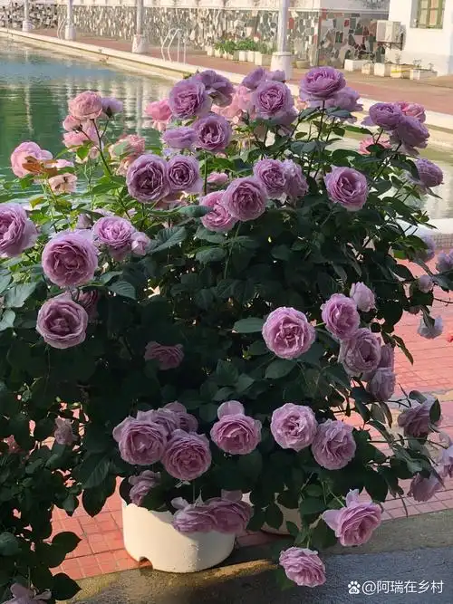 月季 蓝色风暴 爆花教程