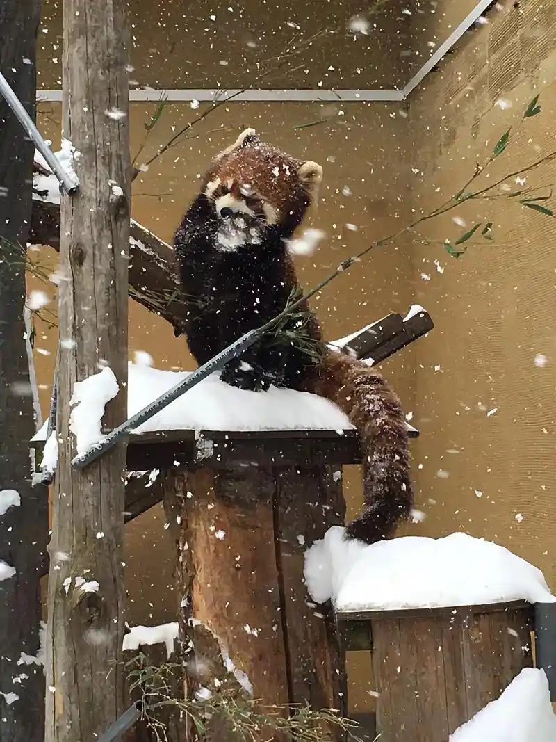 昭和新山·熊牧场.93冬天的北海道,风很大,刮在脸上生疼,天 - 抖音