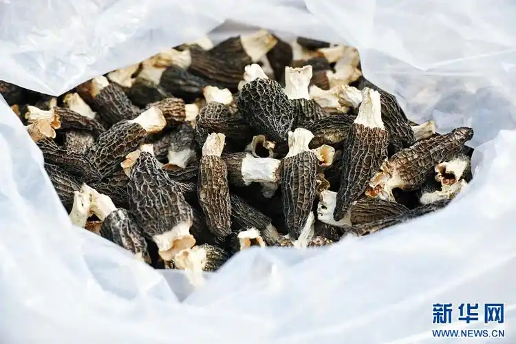 河南镇平羊肚菌丰收采摘忙