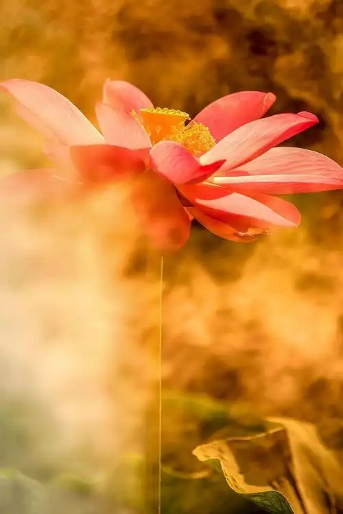 荷花世界,梦幻仙境