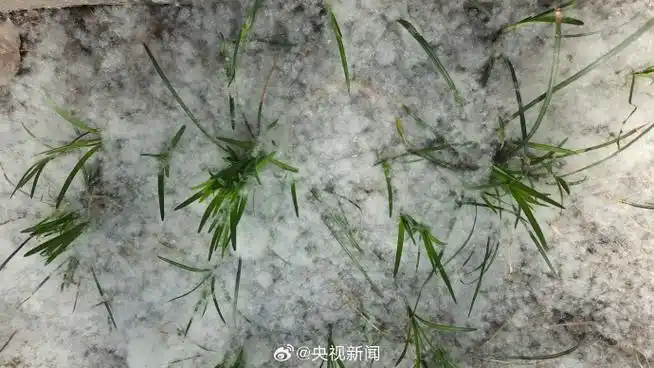 杨柳絮进入盛飞期##杨柳絮千万别用火点