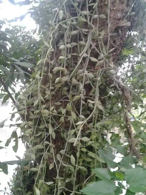 寄生在龙眼树上这草可以煲汤,请问是什么药材,名称是啥名呢?