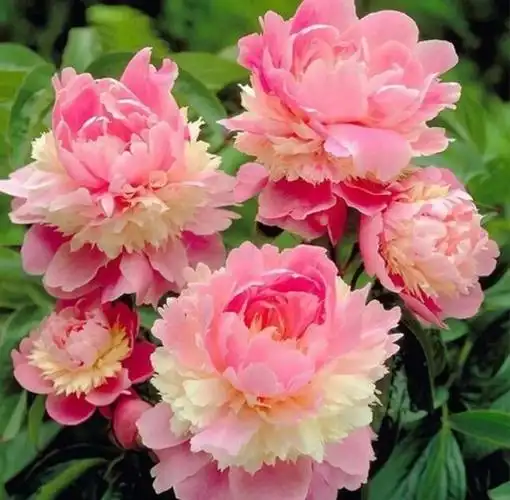 最漂亮的牡丹花图片