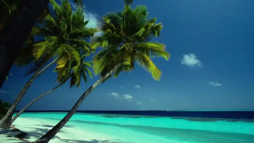 椰子树小岛桌面壁纸