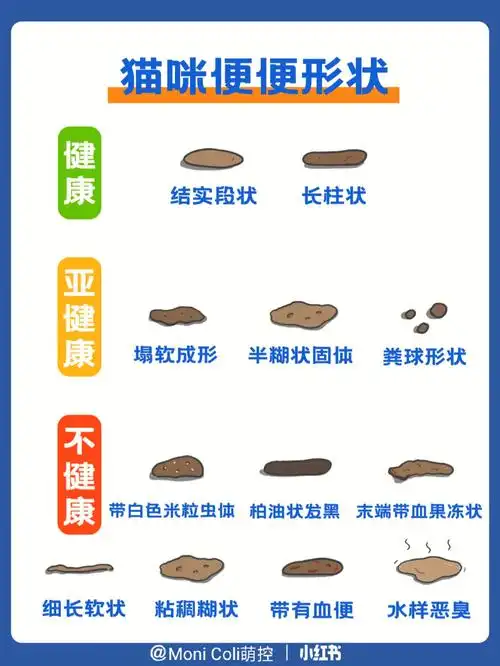 猫咪便便健康自查一秒判断猫咪健康情况
