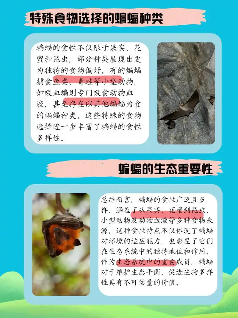 蝙蝠吃什么  蝙蝠的食性相当广泛,它们的食物种类因种类和生存环境的