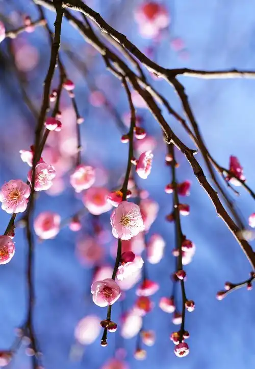 梅花图,迎新年!