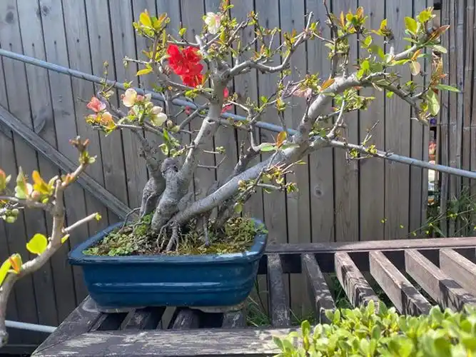 禅意日本东洋锦海海棠盆景盆栽实物老桩进口绿植