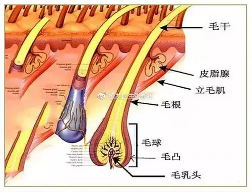 首先,我们先来了解一下头发的形成过程:毛囊的细胞分化是一个非常复杂