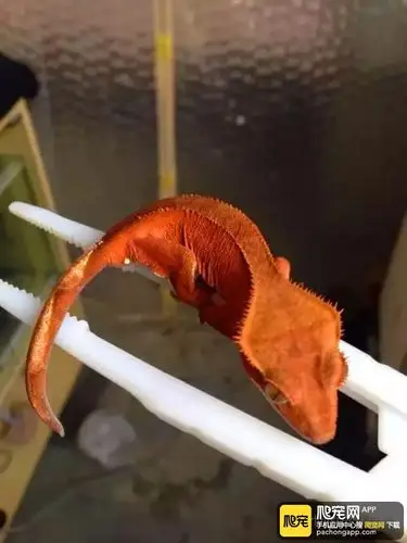 睫角守宫的基因介绍,无纹,双色,大麦丁 - 蜥蜴 - 爬宠网